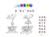 5.4植物茎的输导功能 课件（25）苏教版七年级生物上册