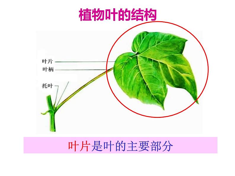 6.2植物光合作用的场所 课件（26）苏教版七年级生物上册第2页