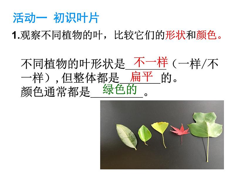 6.2植物光合作用的场所 课件（26）苏教版七年级生物上册第3页