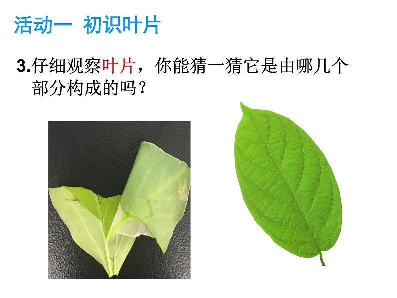 6.2植物光合作用的场所 课件（26）苏教版七年级生物上册第5页