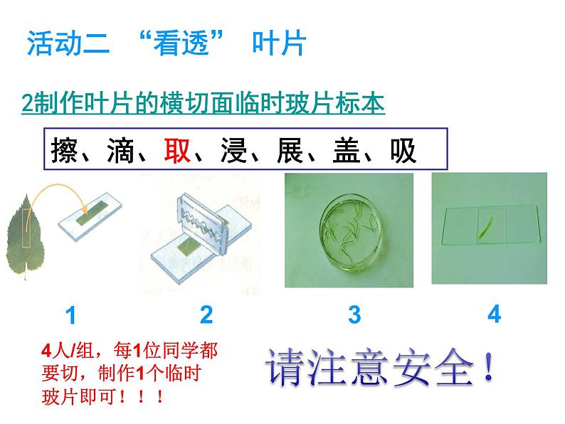 6.2植物光合作用的场所 课件（26）苏教版七年级生物上册第7页