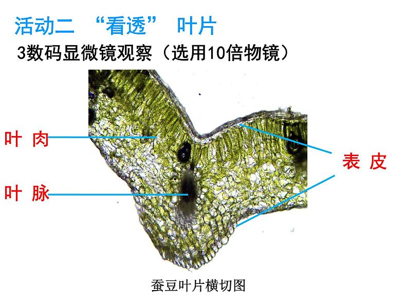 6.2植物光合作用的场所 课件（26）苏教版七年级生物上册第8页