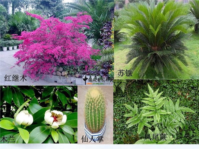 14.1五彩缤纷的植物世界 课件（5）苏教版八年级生物上册第2页