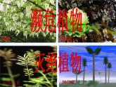 14.1五彩缤纷的植物世界 课件（5）苏教版八年级生物上册