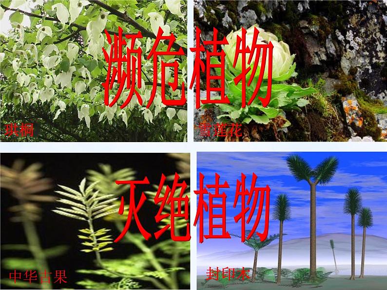 14.1五彩缤纷的植物世界 课件（5）苏教版八年级生物上册第3页