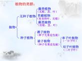14.1五彩缤纷的植物世界 课件（5）苏教版八年级生物上册
