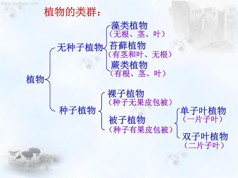 14.1五彩缤纷的植物世界 课件（5）苏教版八年级生物上册第4页