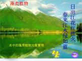 14.1五彩缤纷的植物世界 课件（5）苏教版八年级生物上册