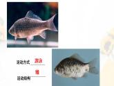 17.2动物运动依赖于一定的结构 课件（102）苏教版八年级生物上册