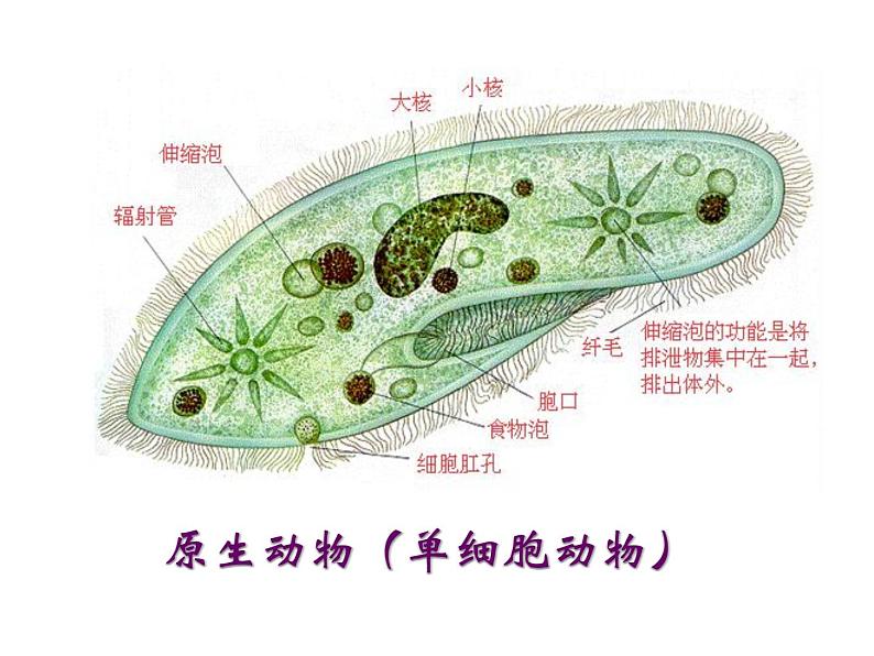 14.2千姿百态的动物世界 课件（5）苏教版八年级生物上册05