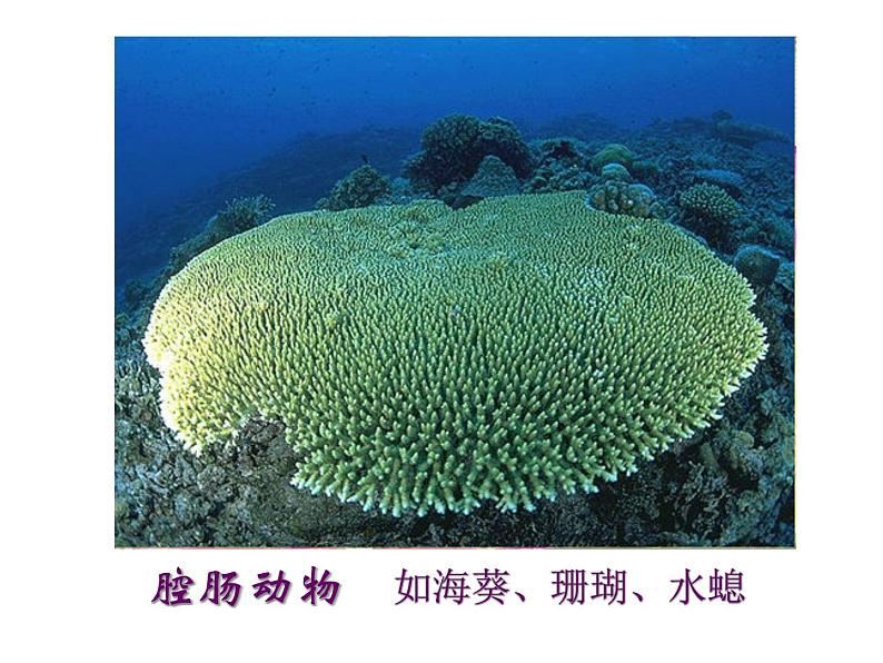 14.2千姿百态的动物世界 课件（5）苏教版八年级生物上册06