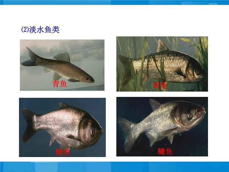 苏教版八年级上册生物第十四章第二节《千姿百态的动物世界》第2课时课件07