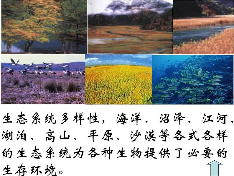 苏教版八年级上册生物第十五章第一节《生物多样性》课件第8页