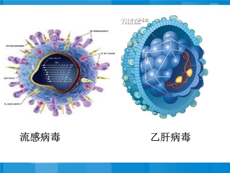 苏教版八年级上册生物第十四章第三节神奇的微生物 课件第3页