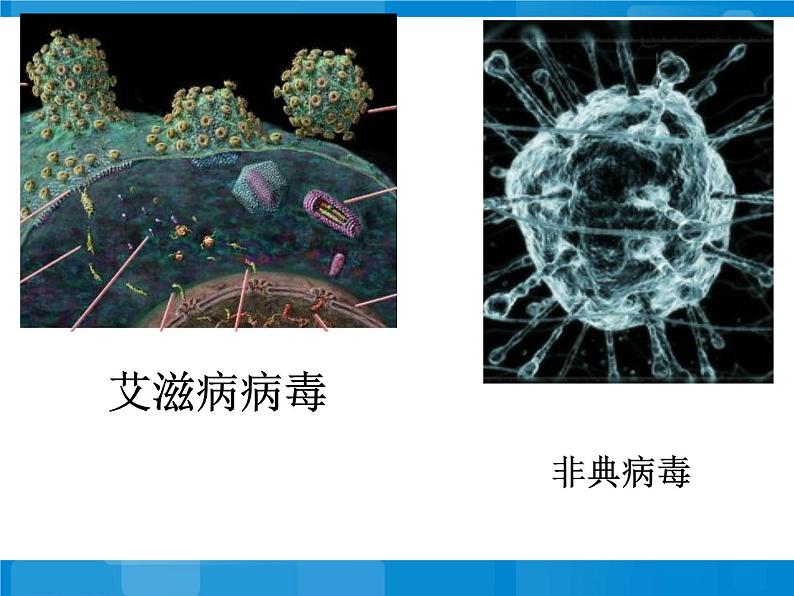 苏教版八年级上册生物第十四章第三节神奇的微生物 课件第4页