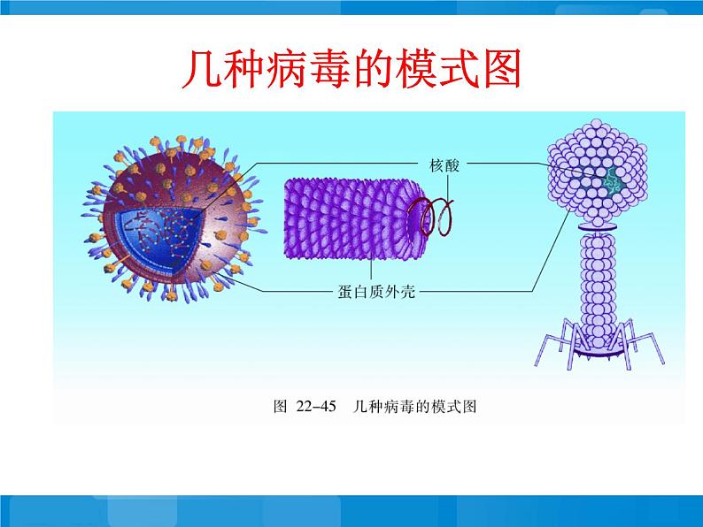 苏教版八年级上册生物第十四章第三节神奇的微生物 课件第7页