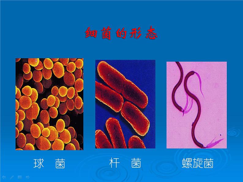 苏教版八年级上册生物第十四章第三节《神奇的微生物》课件第4页