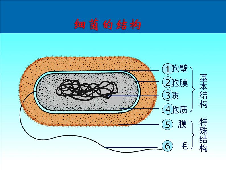 苏教版八年级上册生物第十四章第三节《神奇的微生物》课件第5页