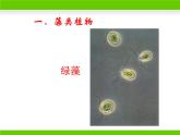 苏教版八年级上册生物第十四章第一节《五彩缤纷的植物世界》课件