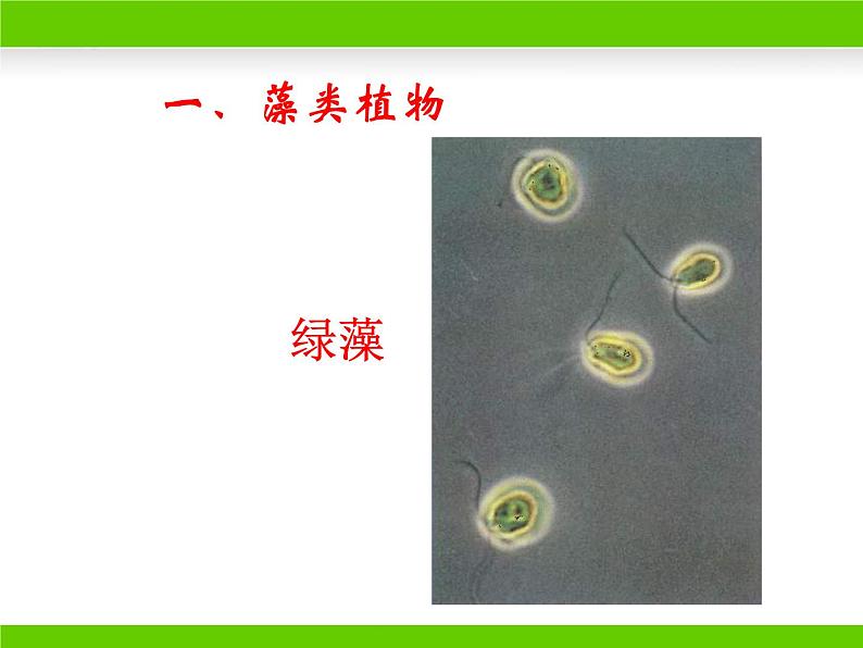 苏教版八年级上册生物第十四章第一节《五彩缤纷的植物世界》课件03