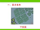 苏教版八年级上册生物第十四章第一节《五彩缤纷的植物世界》课件