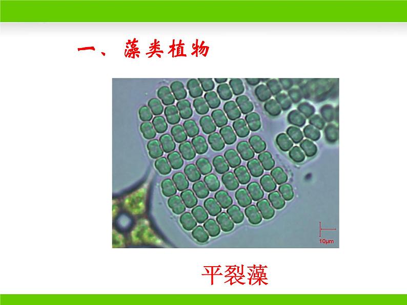 苏教版八年级上册生物第十四章第一节《五彩缤纷的植物世界》课件04