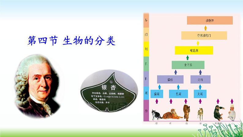 14.4生物的分类 课件（6）苏教版八年级生物上册01