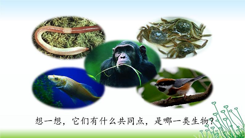 14.4生物的分类 课件（6）苏教版八年级生物上册07