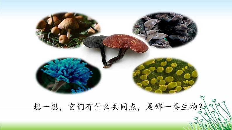 14.4生物的分类 课件（6）苏教版八年级生物上册08