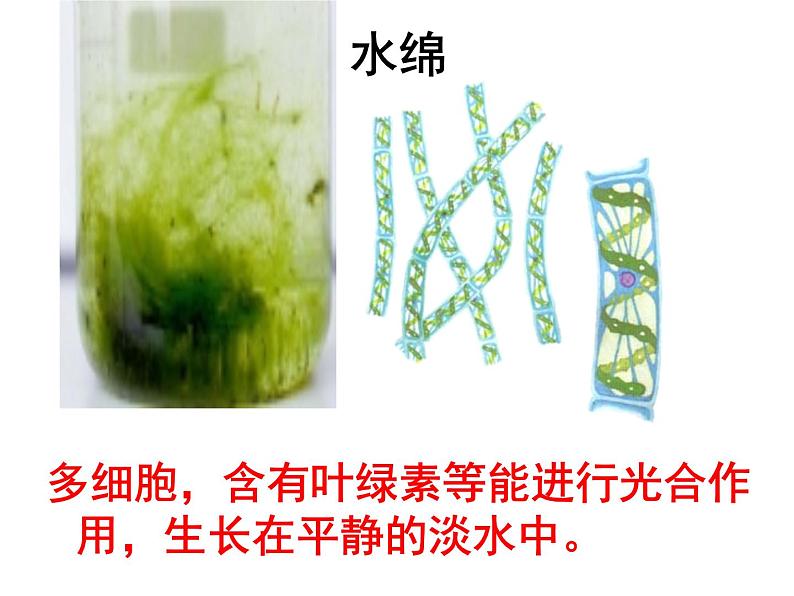 14.1五彩缤纷的植物世界 课件（7）苏教版八年级生物上册第7页