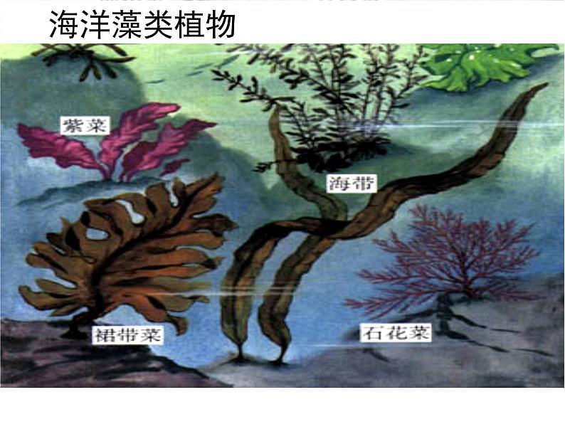 14.1五彩缤纷的植物世界 课件（7）苏教版八年级生物上册第8页