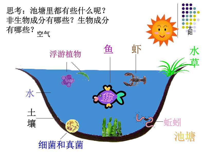 19.1生态系统的组成 课件（15）苏教版八年级生物上册05