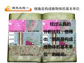 3.1植物细胞的结构和功能 课件（33）苏教版七年级生物上册第二单元