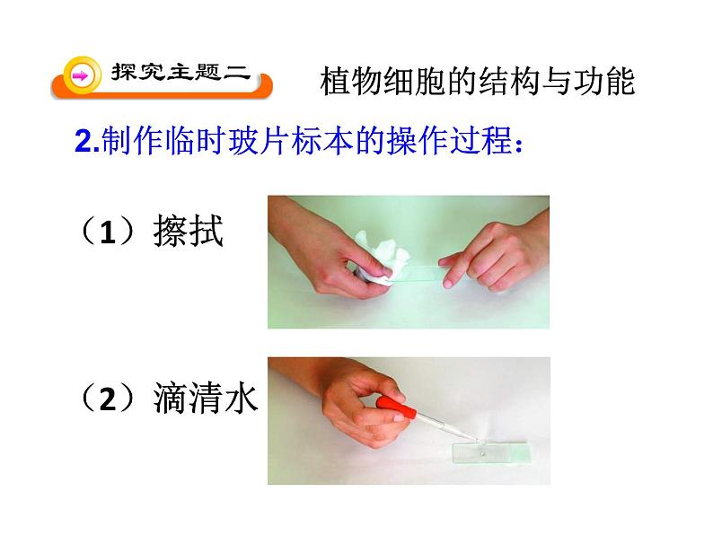 3.1植物细胞的结构和功能 课件（33）苏教版七年级生物上册第二单元07