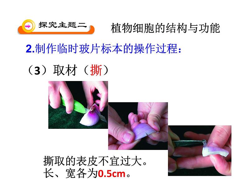 3.1植物细胞的结构和功能 课件（33）苏教版七年级生物上册第二单元08