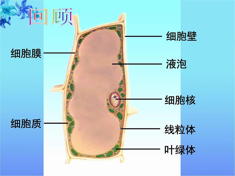 人和动物细胞的结构和功能PPT课件免费下载02