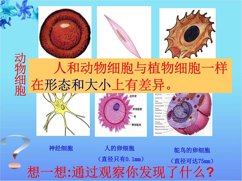 人和动物细胞的结构和功能PPT课件免费下载05