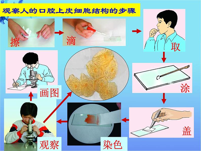 人和动物细胞的结构和功能PPT课件免费下载07