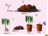 6.1植物光合作用的发现 课件（32）苏教版七年级生物上册第三单元