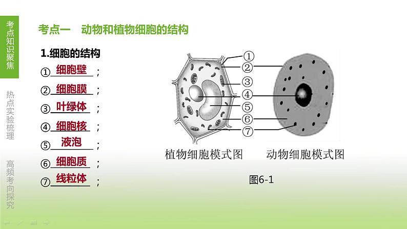 苏科版中考生物复习第四单元环境中生物的统一性第06课时生物体有相同的基本结构和相似的结构层次课件第3页