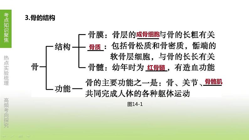 苏科版中考生物复习第六单元生命活动的调节和生态系统的稳定第14课时动物的运动和行为课件第3页