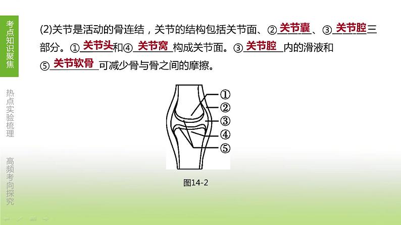 苏科版中考生物复习第六单元生命活动的调节和生态系统的稳定第14课时动物的运动和行为课件第5页