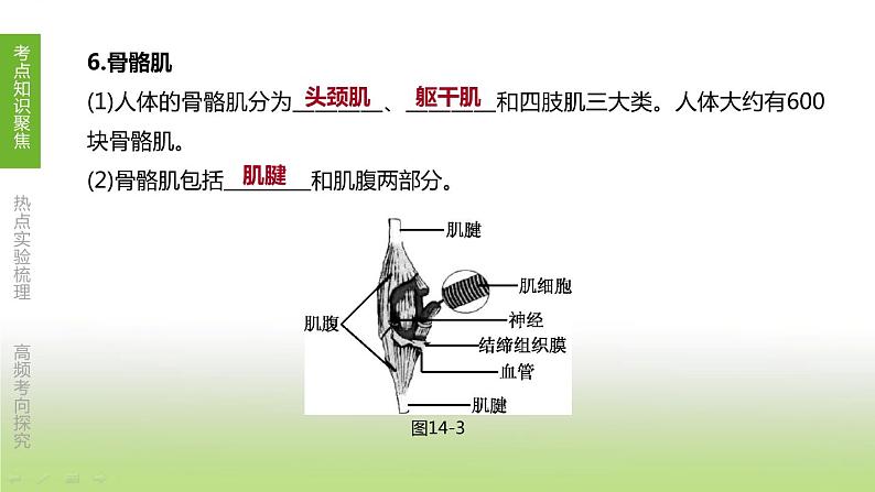 苏科版中考生物复习第六单元生命活动的调节和生态系统的稳定第14课时动物的运动和行为课件第7页