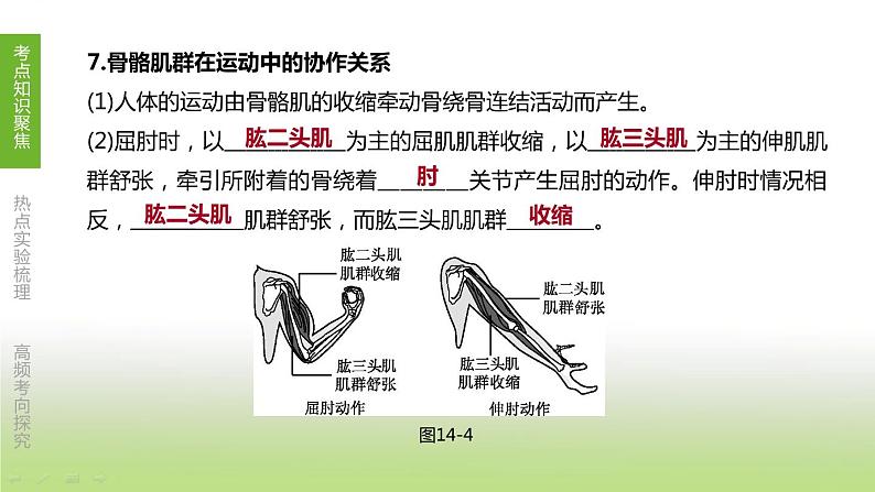 苏科版中考生物复习第六单元生命活动的调节和生态系统的稳定第14课时动物的运动和行为课件第8页