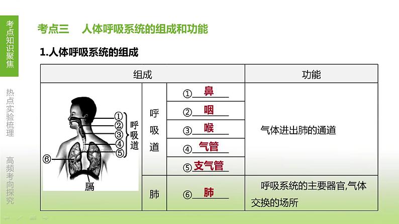 苏科版中考生物复习第三单元生物从环境中获取物质和能量第05课时能量的释放与呼吸课件第5页