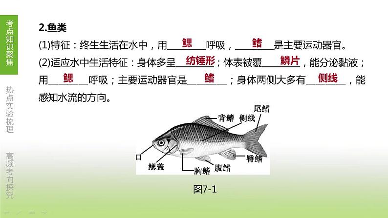 苏科版中考生物复习第五单元环境中生物的多样性第07课时水中和地面上的生物课件第4页