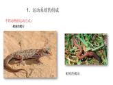 人教版八年级生物上册5.2.1动物的运动 课件