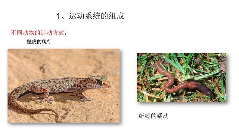 人教版八年级生物上册5.2.1动物的运动 课件第4页