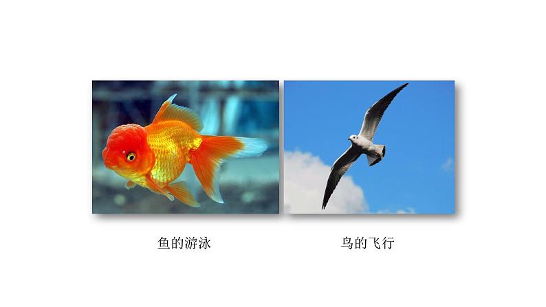 人教版八年级生物上册5.2.1动物的运动 课件第5页