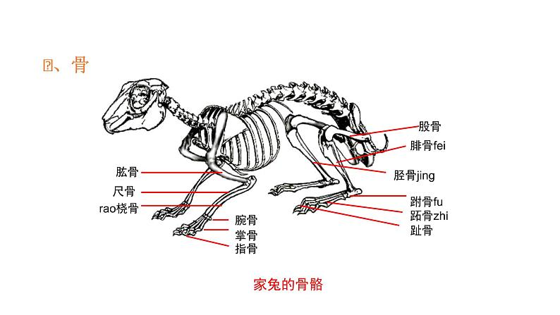 人教版八年级生物上册5.2.1动物的运动 课件第8页